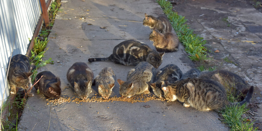 many stray cats eat together on the street