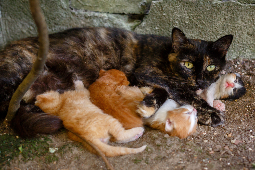 Homeless torti cat nursing kittens on the sidewalk